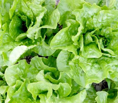 Southern Exposure Seed Exchange - Buttercrunch Bibb Lettuce