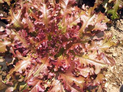 Southern Exposure Seed Exchange - Red Salad Bowl Looseleaf Lettuce
