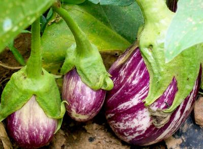 Southern Exposure Seed Exchange - Listada De Gandia Eggplant