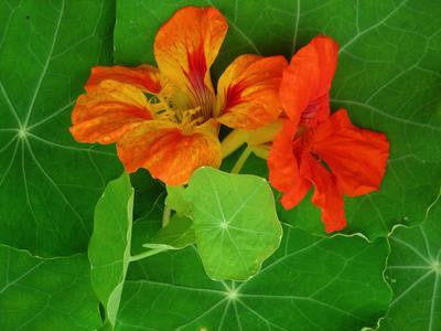 Southern Exposure Seed Exchange - Jewel Mixed Colors Nasturtium