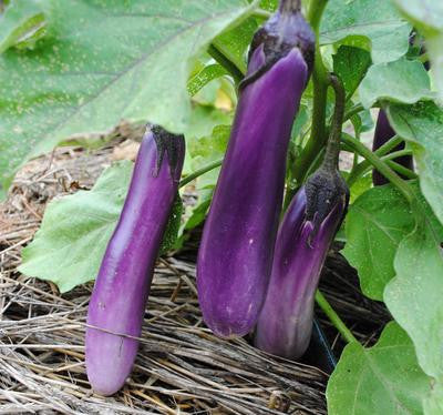 Southern Exposure Seed Exchange - Ping Tung Long Eggplant