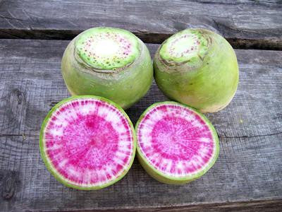 Southern Exposure Misato Rose Radish - Thumbnail 3