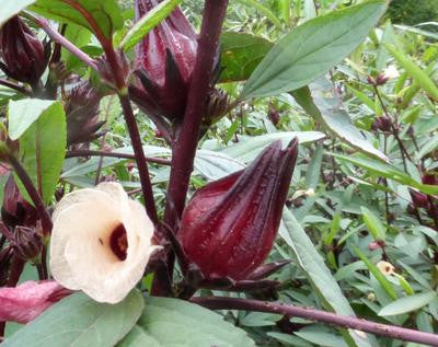 Southern Exposure Seed Exchange - Thai Red Roselle