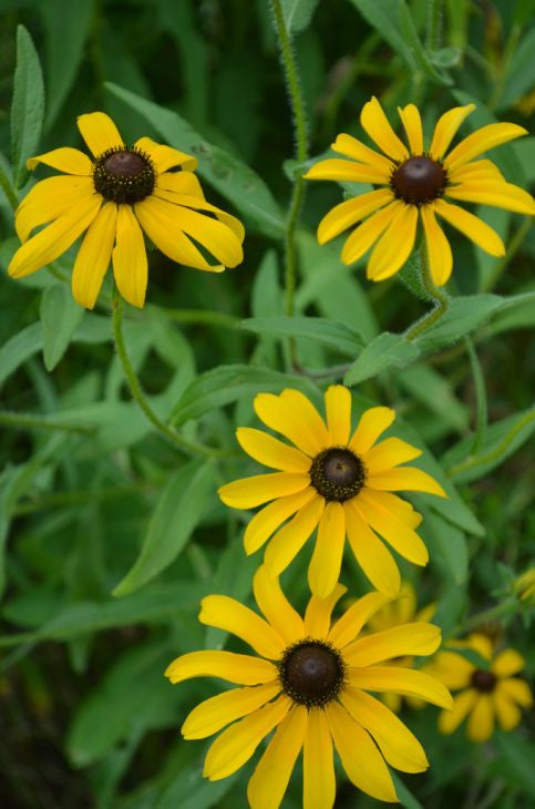 
                  
                    Prairie Moon Nursery - Black-Eyed Susan
                  
                