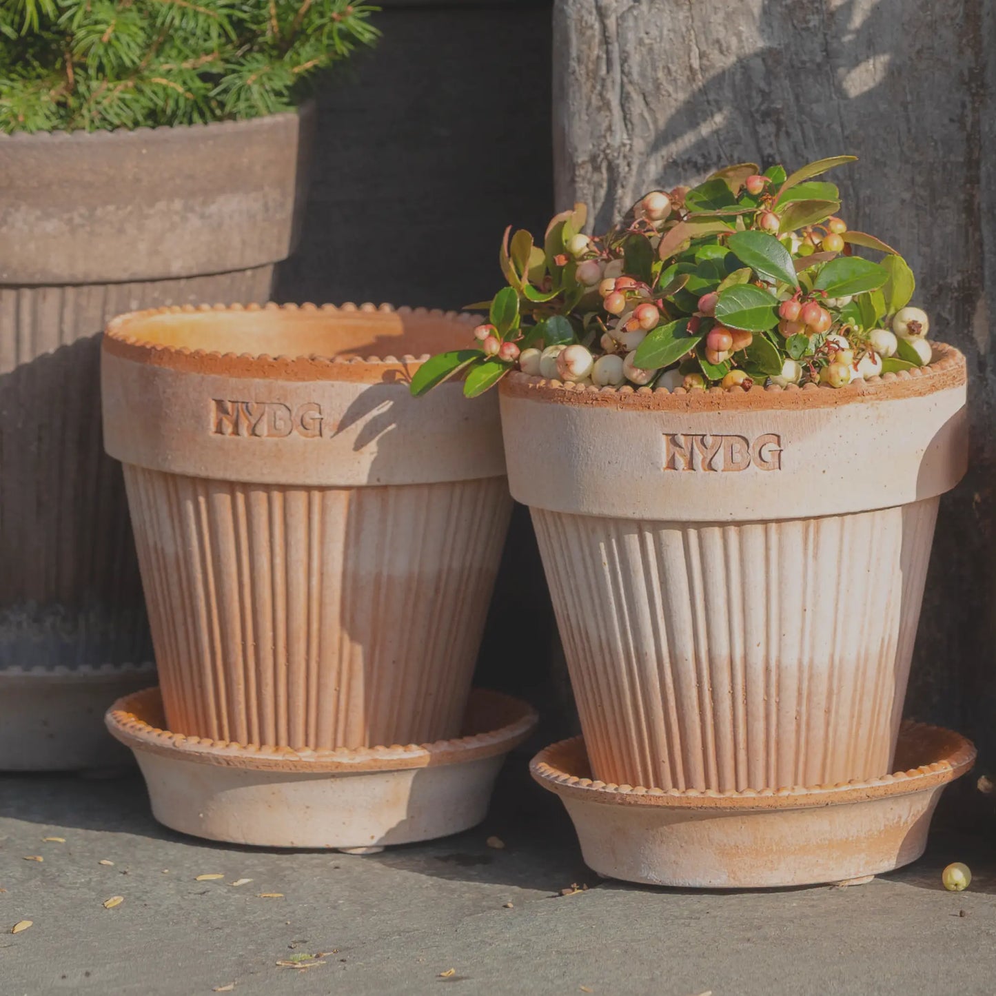 plant pot by nebel NYBG X BERGS POTTER – NYBG SHOP