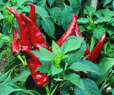 Southern Exposure Seed Exchange - Hungarian Paprika Spice Pepper
