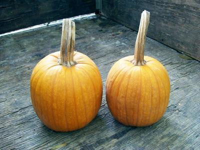 Southern Exposure Seed Exchange - Small Sugar Pumpkin