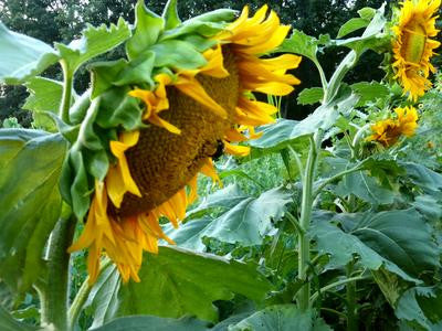 Southern Exposure Seed Exchange - Sunspot Dwarf Sunflower