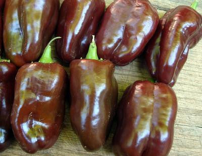 Southern Exposure Seed Exchange - Sweet Chocolate Choco Sweet Bell Pepper