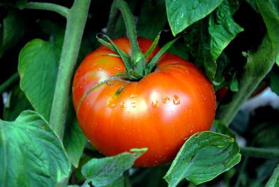 Southern Exposure Seed Exchange - OTV Brandywine Tomato