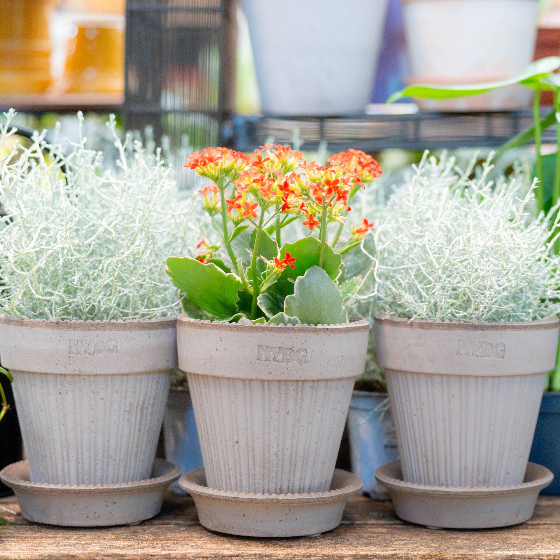 where to buy plant pots nyc NYBG X BERGS POTTER – NYBG SHOP